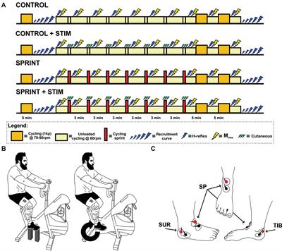 Spinal Cord Excitability and Sprint Performance Are Enhanced by Sensory Stimulation During Cycling